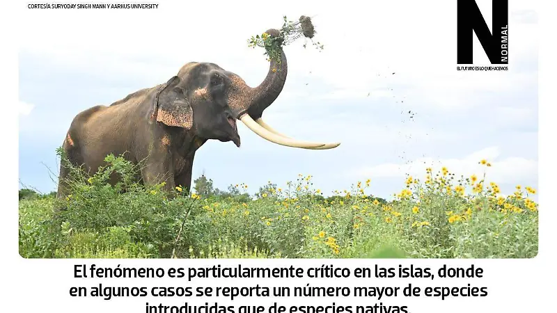 plantas invasoras SITIO4